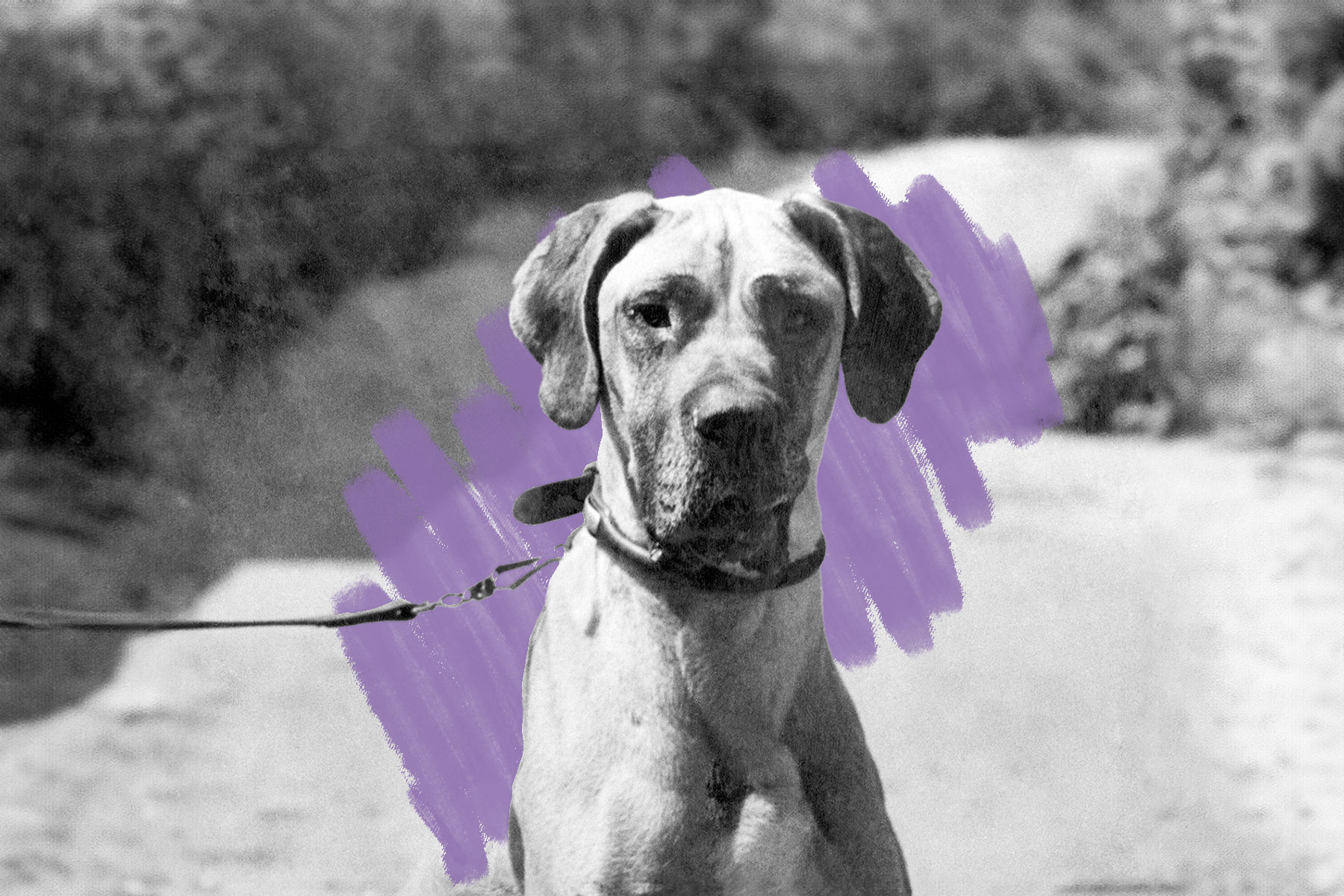 Juliana the Great Dane